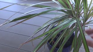 How to Propagate Dragon Tree Dracaena Marginata [upl. by Latouche694]