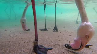 Underwater Flamingo Feeding [upl. by Dewar]