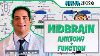 Neurology  Midbrain Anatomy amp Function [upl. by Eedyaj474]