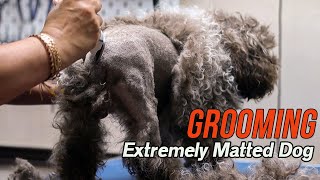 Grooming an EXTREMELY matted dog [upl. by Harriott]