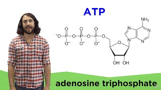 Metabolism and ATP [upl. by Wright235]