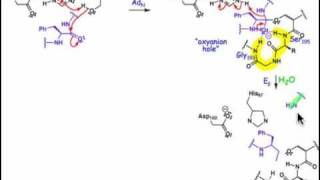 2106 Serine and Cysteine Proteases [upl. by Asilat]