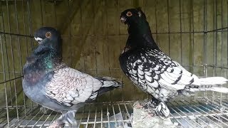 Blondinette Pigeon  Beautiful Breeding Pigeon  Fancy Pet [upl. by Hermosa]