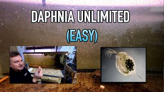 How I Raise Daphnia Water Fleas And You Can Too [upl. by Aicinet8]