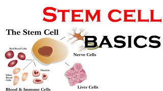 Stem cells  properties metabolism and clinical usage [upl. by Aissert]