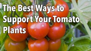 Tomato Cages How to Make Supports for Healthier Tomato Plants [upl. by Ruenhs123]