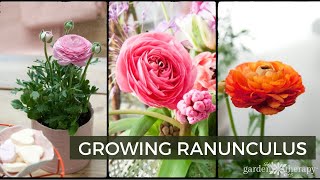 Growing Ranunculus  How to Plant Care amp Use Ranunculus Flowers [upl. by Ha314]