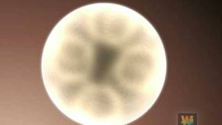 Embryonic stem cell animation [upl. by Channing]