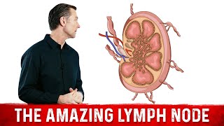 Lymph nodes how to build an immune response [upl. by Ardnot]