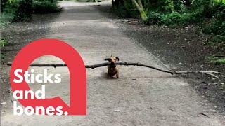 Tiny dachshund loves BIG STICKS  SWNS [upl. by Ennairek650]