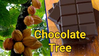 Organic Cocoa Tree Fruit amp Beans  Chocolate Tree  Theobroma cacao [upl. by Fletcher958]