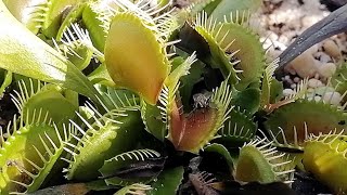 Venus Fly Trap In Action  Catching Fly [upl. by Adolphus]