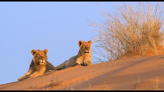 Lion Pride Documentary  The Realm of the Desert Lion  Namibia Safari Full HD [upl. by Hopper]