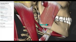 Muscles of Mastication Smart Lecture [upl. by Aiht]