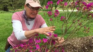 Azalea Pruning [upl. by Odawa289]