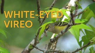 Whiteeyed Vireo [upl. by Monney931]