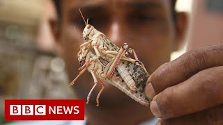 Locust swarms destroy crops across India  BBC News [upl. by Kcirrag971]