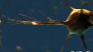 Neuron  3D Medical Animation  ABP © [upl. by Kere]