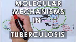 Molecular Mechanisms in Tuberculosis [upl. by Econah]