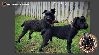 The history of the Patterdale Terrier [upl. by Julius524]