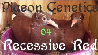 Pigeon Genetics 04 Recessive Red [upl. by Alletnahs367]