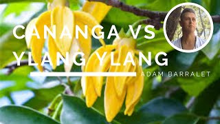 Whats the Difference between Ylang Ylang amp Cananga Oils  Do You Need Both [upl. by Mell]