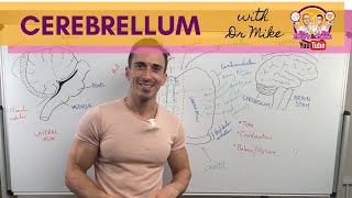 The Cerebellum [upl. by Tillman]