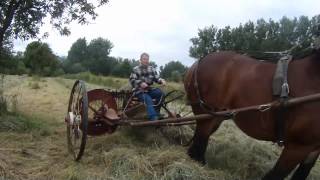 Making hay with Belgian draft horse Hooien met trekpaard [upl. by Yevre]