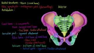 Skeletal Structures The Pelvis [upl. by Pare547]