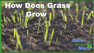 How Does Grass Grow Explained [upl. by Ahsilla]