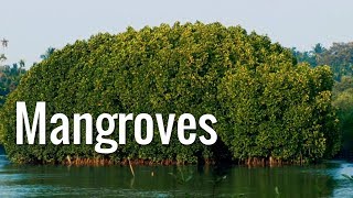 Mangroves  The Guardians of the Coasts [upl. by Eamaj]