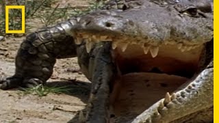 Monitor Lizard vs Croc  National Geographic [upl. by Diane501]