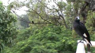 Currawong song [upl. by Alahsal]