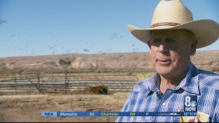 Cliven Bundys cattle still graze on federal land 5 years after standoff [upl. by Declan636]