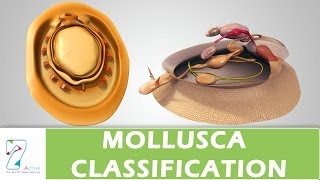 MOLLUSCA CLASSIFICATION [upl. by Bilac]