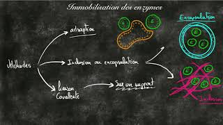 Techniques dimmobilistation des enzymes [upl. by Zarah828]