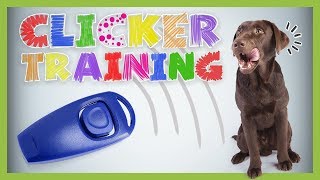 Clickertraining – Grundlagen für Anfänger  HUNDETRAINING [upl. by Amak]