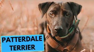 Patterdale Terrier  TOP 10 Interesting Facts [upl. by Urbai]