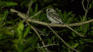 collared scops owl calling [upl. by Aikrehs703]