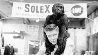 Meet Ivan The Tacoma gorilla who changed the world  KING 5 Evening [upl. by Harve]