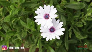 African Daisies  Propagation [upl. by Hannon726]