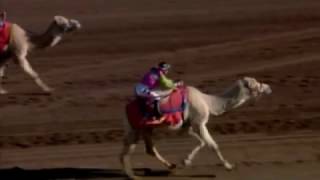 Camel Zebra and Ostrich Racing at Turf Paradise [upl. by Teressa]