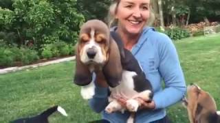 European basset hound puppies at 7 weeks [upl. by Silvan]