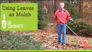 How to Use Leaves as Garden Mulch [upl. by Hebner]