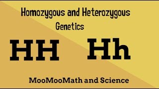 Homozygous vs Heterozygous Genotype [upl. by Placeeda756]