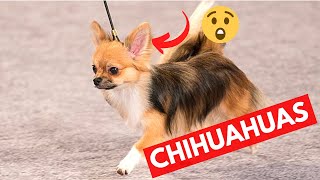 How to Draw a Chihuahua Easy [upl. by Lynnelle]