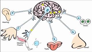 Electrophysiology Part 1  The Resting Membrane Potential RMP amp Action Potentials [upl. by Heller258]