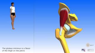 Gluteus minimus gluteus medius [upl. by Gwyn838]