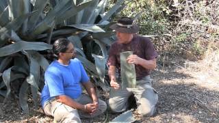 AGAVE plants many uses [upl. by Mcgean559]