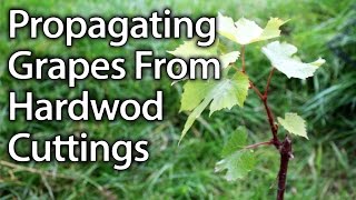 How to Propagate Grape Vines from Hardwood Cuttings Successfully [upl. by Arty]